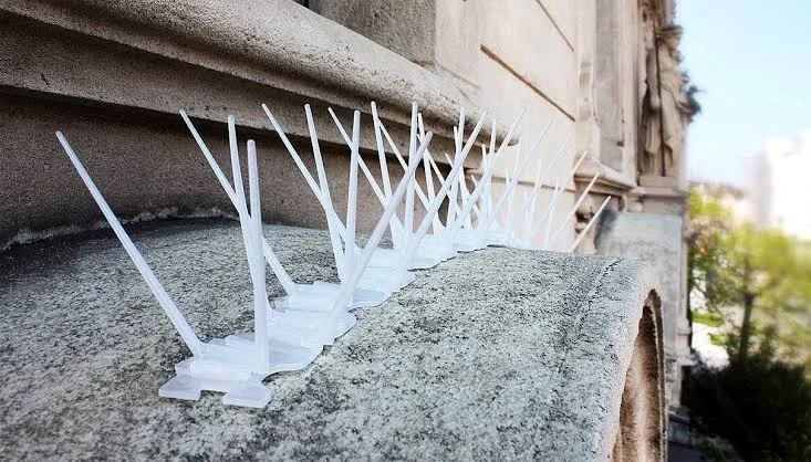 Best Stainless Steel Bird Spikes Chennai